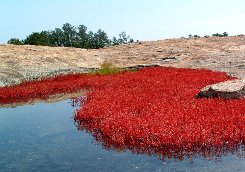 Red moss on Arabia Mountain. Photo courtesy pauletteme on WebShots.